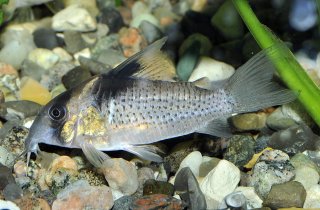 Hoplisoma melanistium