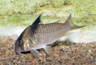 Hoplisoma melanistium