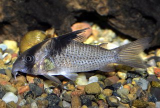 Hoplisoma melanistium
