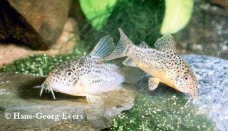 Hoplisoma multimaculatum
