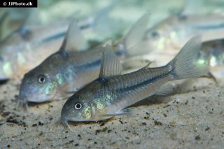 Hoplisoma nattereri