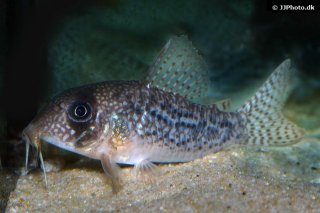 Hoplisoma noxium
