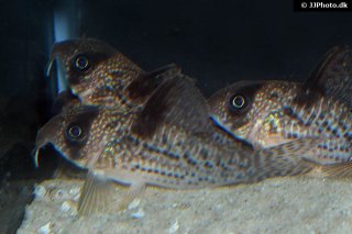 Hoplisoma noxium