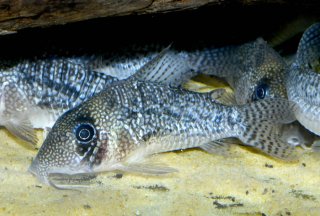 Hoplisoma noxium