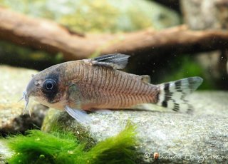 Hoplisoma oiapoquense
