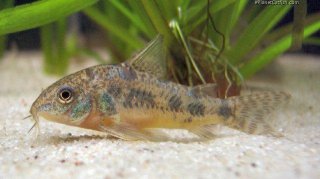 Hoplisoma paleatum