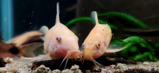 Hoplisoma paleatum