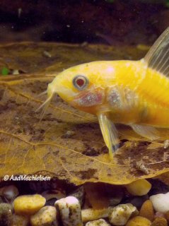 Hoplisoma paleatum