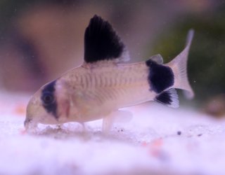 Hoplisoma panda