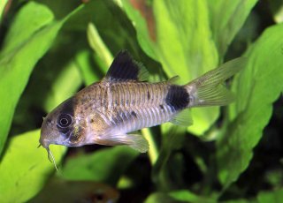 Hoplisoma panda