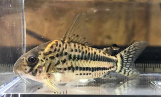 Hoplisoma pavanelliae