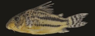Hoplisoma pavanelliae
