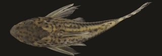 Hoplisoma pavanelliae