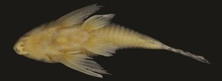 Hoplisoma pavanelliae