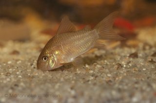 Hoplisoma polystictum