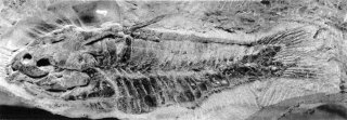 †Hoplisoma revelatum