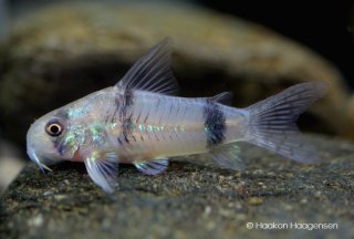 Hoplisoma reynoldsi