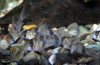 Hoplisoma reynoldsi
