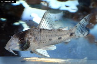 Hoplisoma rikbaktsa