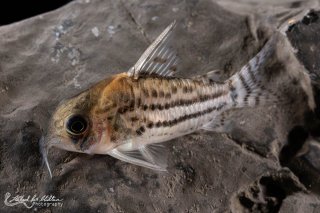 Hoplisoma schwartzi