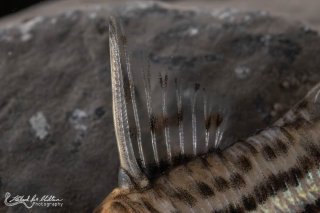 Hoplisoma schwartzi