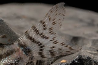 Hoplisoma schwartzi
