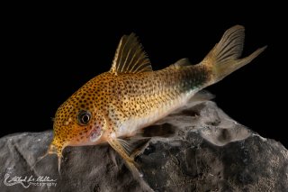 Hoplisoma simile