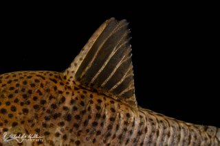 Hoplisoma simile