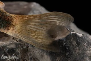 Hoplisoma simile