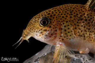 Hoplisoma simile
