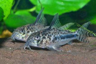 Hoplisoma sipaliwini