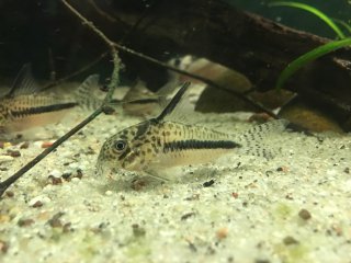 Hoplisoma sipaliwini