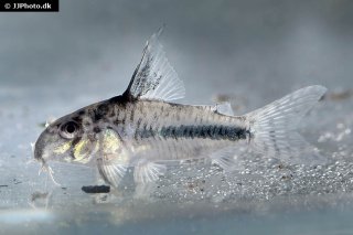 Hoplisoma sipaliwini