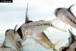 Hoplisoma sp. (C003)