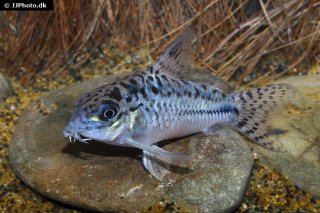 Hoplisoma sp. (C019)