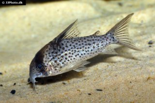 Hoplisoma sp. (C048)