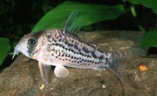Hoplisoma sp. (C083)