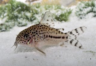 Hoplisoma sp. (C120)