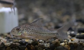 Hoplisoma sp. (C129)