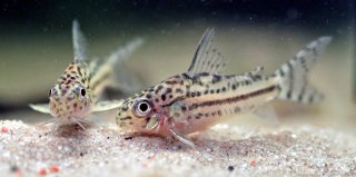Hoplisoma sp. (C150)