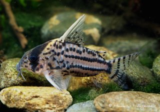 Hoplisoma sp. (Cw028)