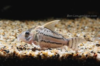 Hoplisoma sp. (Cw028)
