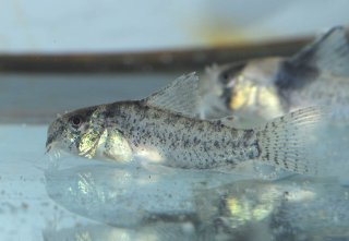 Hoplisoma sp. (Cw030)