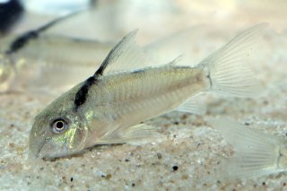 Hoplisoma sp. (Cw030)