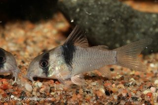 Hoplisoma sp. (Cw049)
