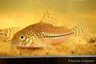 Hoplisoma sp. (Cw050)