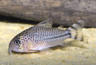 Hoplisoma sp. (Cw062)