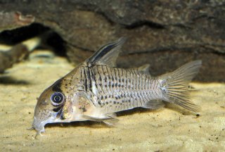 Hoplisoma sp. (Cw081)