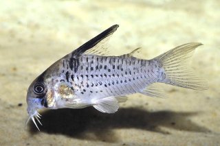 Hoplisoma sp. (Cw081)