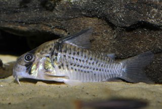 Hoplisoma sp. (Cw081)